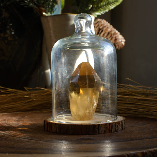 Glass Crystal Display Cloche with Wooden Base | SURRY HILLS STONES