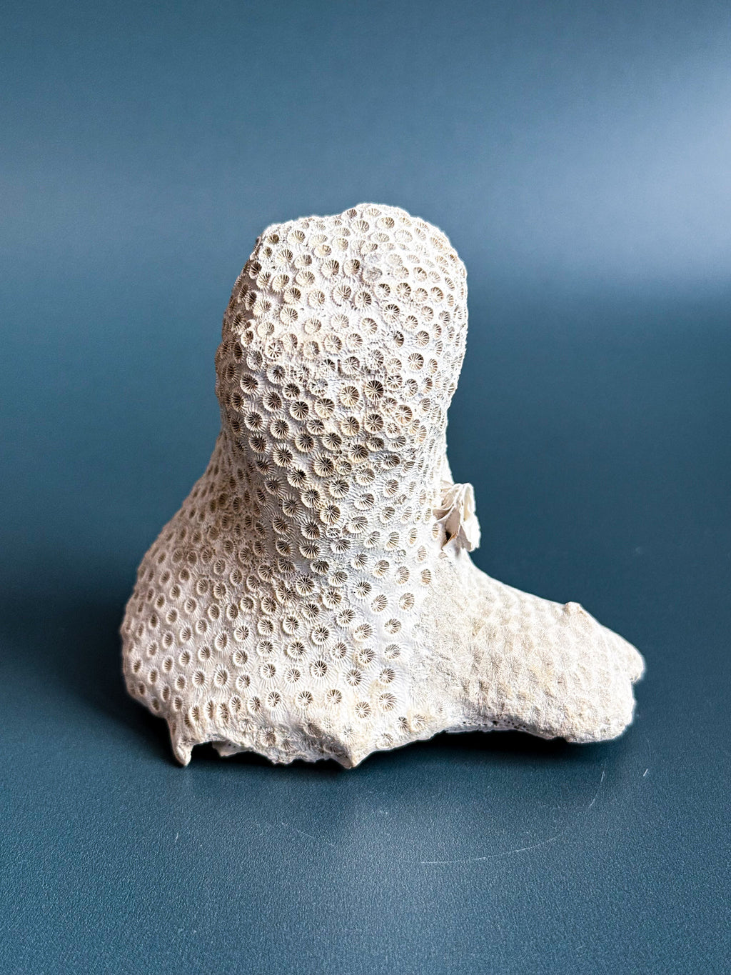 Colonial Coral on Arca