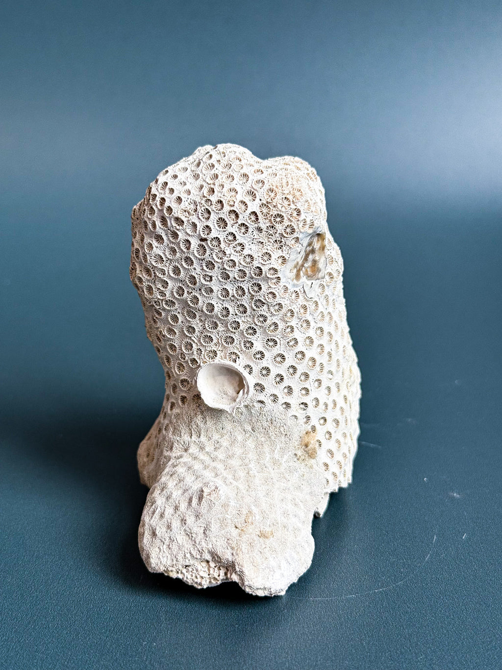 Colonial Coral on Arca