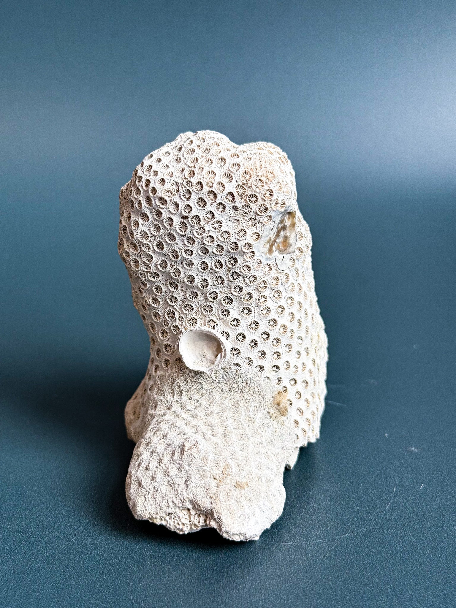 Colonial Coral on Arca