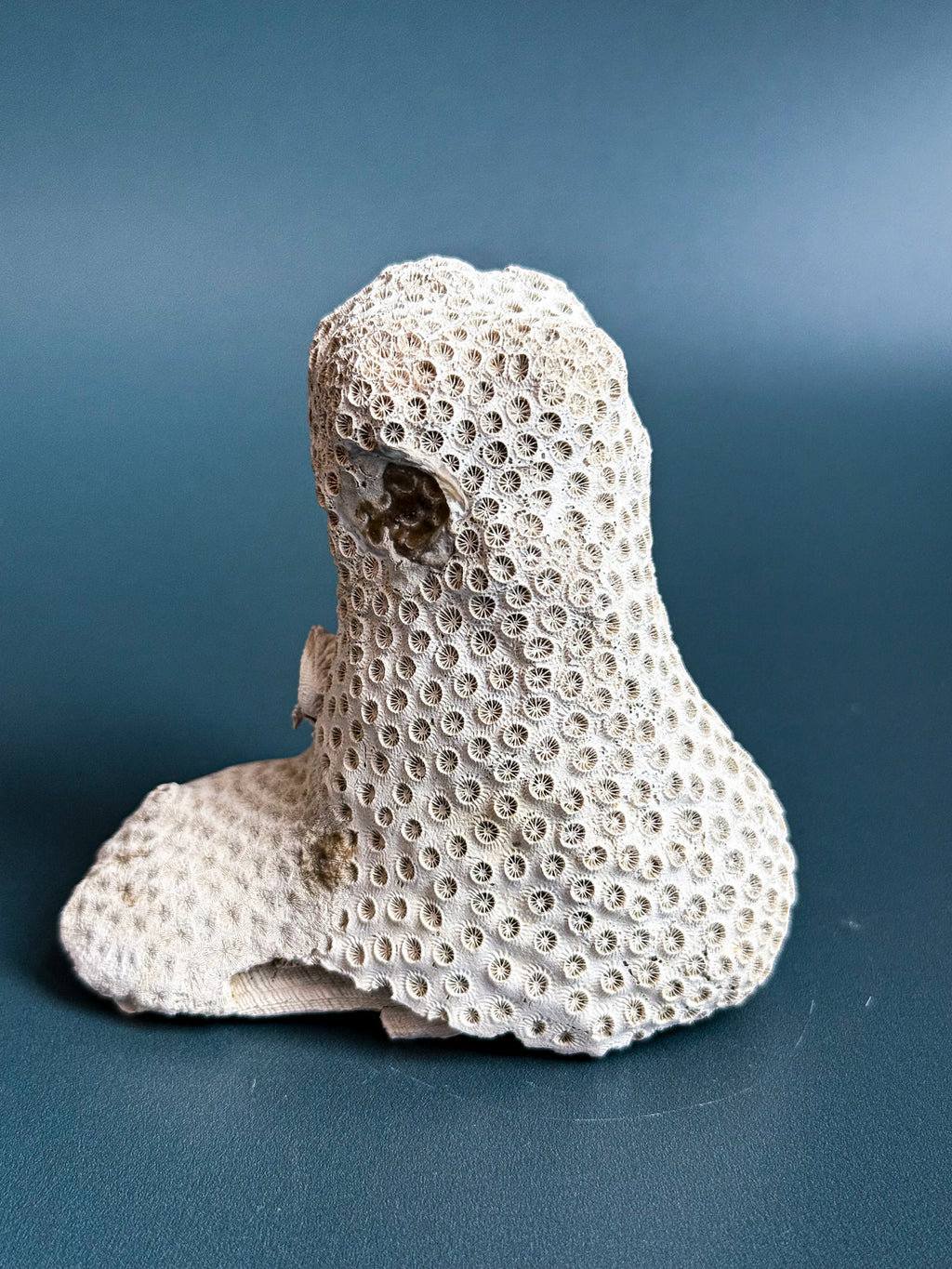 Colonial Coral on Arca