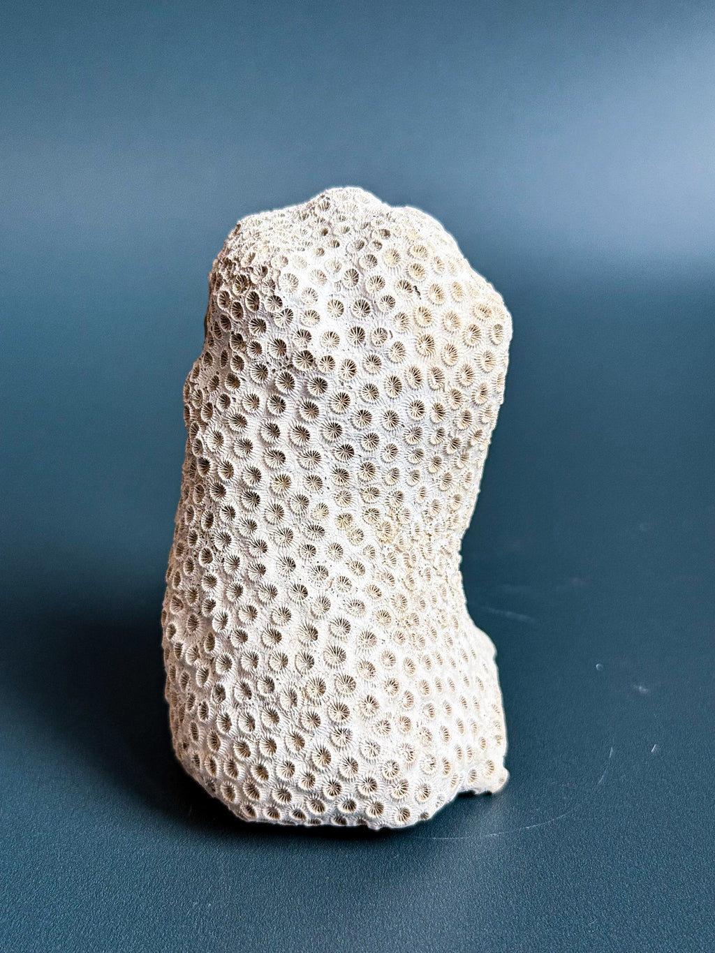 Colonial Coral on Arca