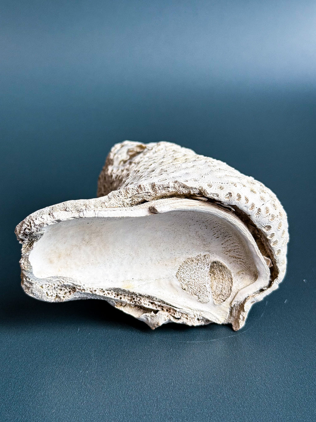 Colonial Coral on Arca